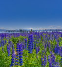 Lupine